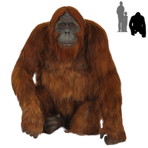 Orangutan PNG-31369